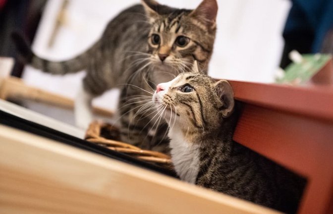 Zwei Katzengeschwister erkunden eine Wohnung. (Symbolbild)<span class='image-autor'>Franziska Gabbert/dpa-mag/dpa</span>