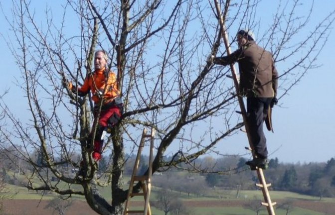 Wie schneidet man Obstbäume richtig? <span class='image-autor'>Foto: Enzkreis/Reisch</span>