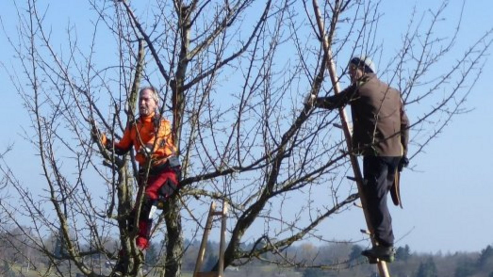 Wie schneidet man Obstbäume richtig? Foto: Enzkreis/Reisch