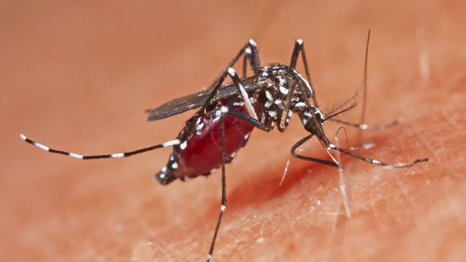 Dengue-Fieber wird unter anderem von Tigermücken übertragen.Foto: mago/Blickwinkel Dengue-Fieber wird unter anderem von Tigermücken übertragen.Foto: mago/Blickwinkel