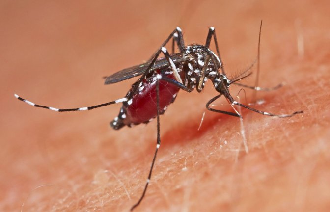 Dengue-Fieber wird unter anderem von Tigermücken übertragen.<span class='image-autor'>Foto: mago/Blickwinkel</span>