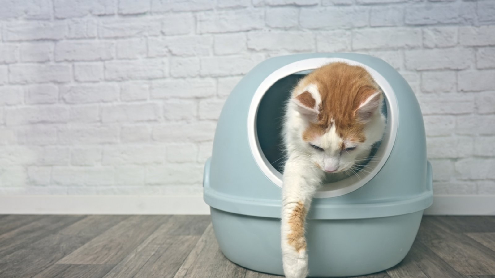 Für viele Katzen sind solche Katzenklos mit Deckel nicht ideal.Foto: Lightspruch/ Shutterstock Für viele Katzen sind solche Katzenklos mit Deckel nicht ideal.Foto: Lightspruch/ Shutterstock