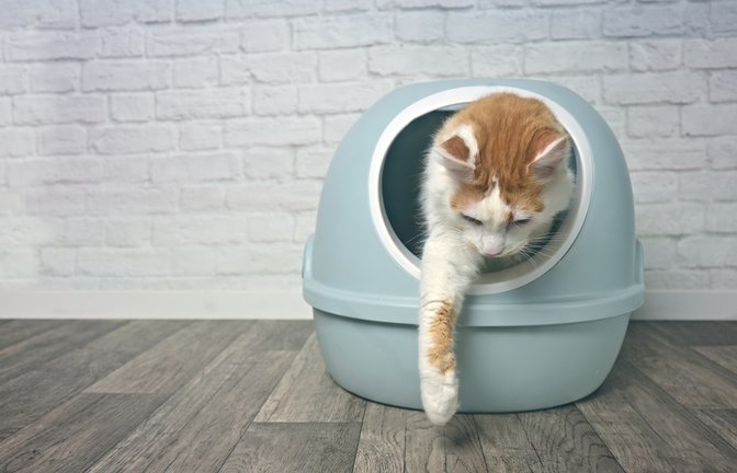 Für viele Katzen sind solche Katzenklos mit Deckel nicht ideal.<span class='image-autor'>Foto: Lightspruch/ Shutterstock</span>
