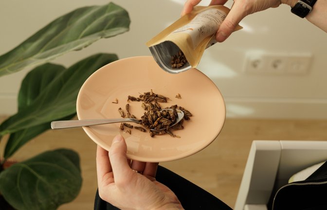 Insekten lösen bei vielen Menschen Ekel aus.<span class='image-autor'>Foto: Girts Ragelis / shutterstock.com</span>