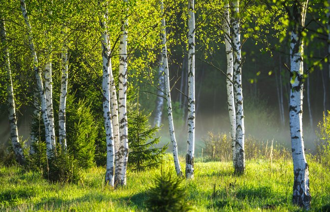 Auf Birkenpollen reagieren viele Menschen allergisch.<span class='image-autor'>Foto: ALEX_UGALEK / shutterstock.com</span>