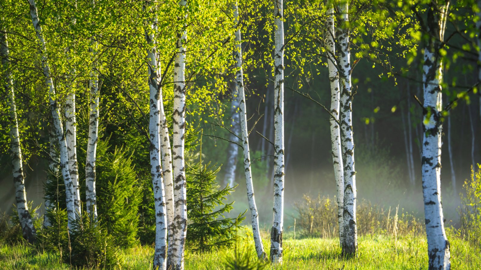 Auf Birkenpollen reagieren viele Menschen allergisch.Foto: ALEX_UGALEK / shutterstock.com