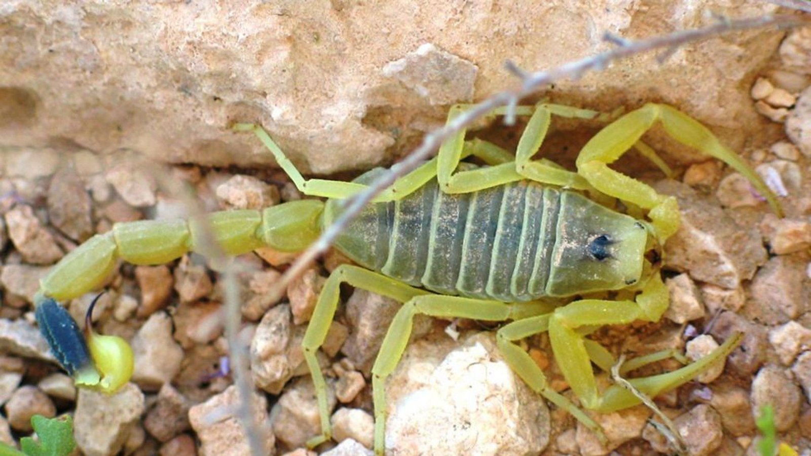 Gelber Mittelmeerskorpion (Leiurus quinquestriatus): Der Biss des bis zu zehn Zentimeter großen Skorpions ist absolut tödlich. Nach starken Schmerzen tritt der Tod rasch ein, Der Skorpion lebt in der Türkei, Nordafrika und der arabischen Halbinsel.Foto: Wikipedia commons/Ester Inbar