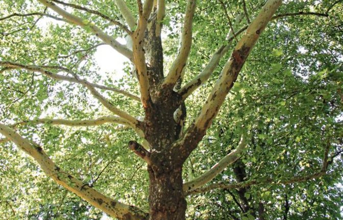 Angesichts der Hitze der vergangenen Wochen scheinen sich auch die Bäume ihrer Kleidung zu entledigen. Bei vielen Platanen wie am Vaihinger Rondell oder entlang der Enz ist das Abplatzen der Borke derzeit besonders auffällig. Aber kein Grund zur Sorge, versichert Peter Wisniewski von der Stadtverwaltung: „Dies geschieht infolge des Dickenwachstums des Stamms, wobei es immer ein Zeichen guter Vitalität ist.“  Foto: Banholzer
