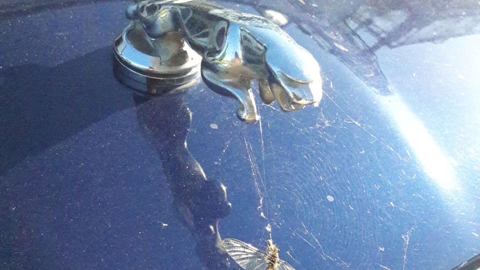 Das scheint der Beweis dafür, dass auch flotte Katzen wie dieser Jaguar auf Eintagsfliegen abfahren können. Foto: Rücker Das scheint der Beweis dafür, dass auch flotte Katzen wie dieser Jaguar auf Eintagsfliegen abfahren können. Foto: Rücker