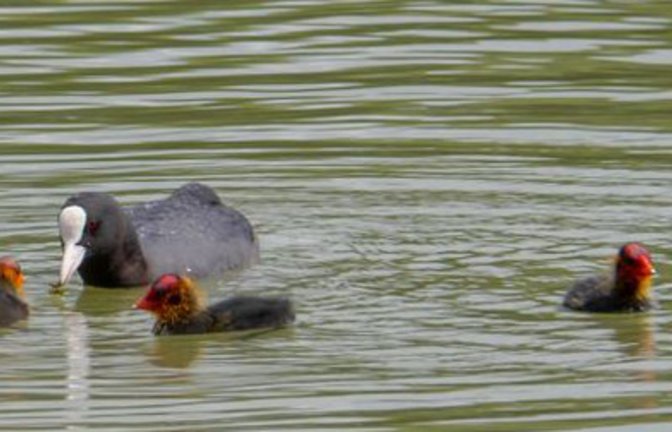 Teilfamilie Blesshuhn auf dem Ensinger See. Foto: Mede