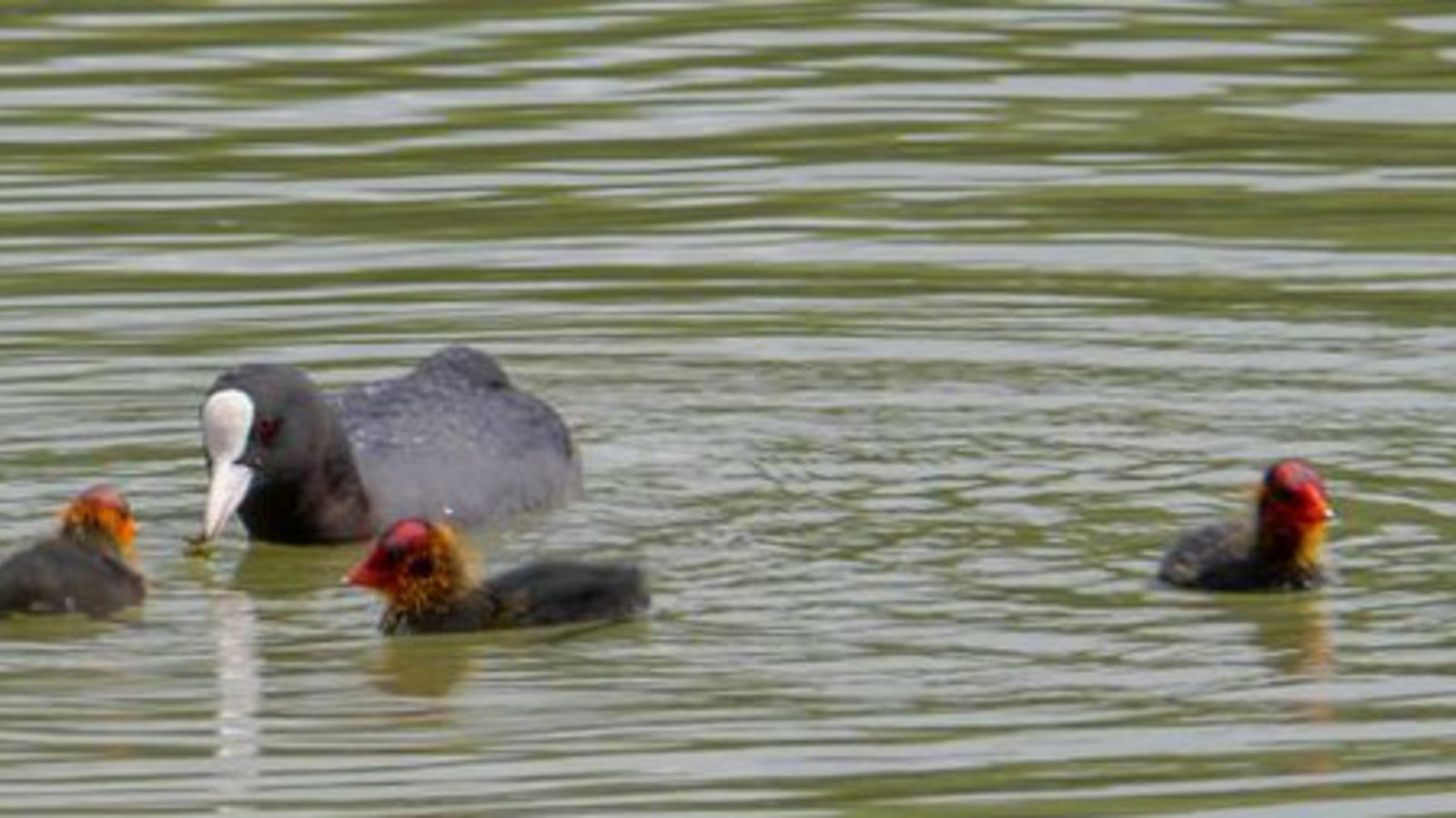 Teilfamilie Blesshuhn auf dem Ensinger See. Foto: Mede