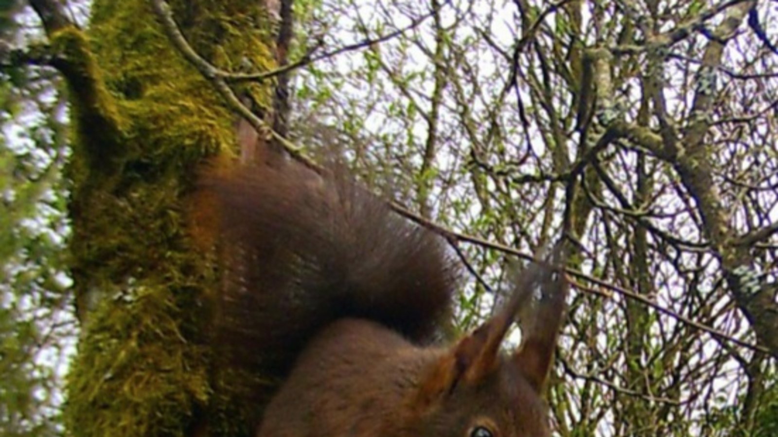 Auch dieses emsige Eichhörnchen, fotografiert von Nadja Meinholdt aus Vaihingen, scheint sich über den Frühling zu freuen. 