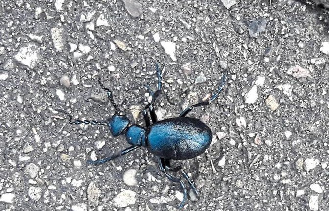 Für Tierfreunde heißt es jetzt: Augen auf beim Dauerlauf. Denn mit steigenden Temperaturen kreuzen Insekten den Weg, wie hier der Schwarzblaue Ölkäfer.  Foto: Rücker