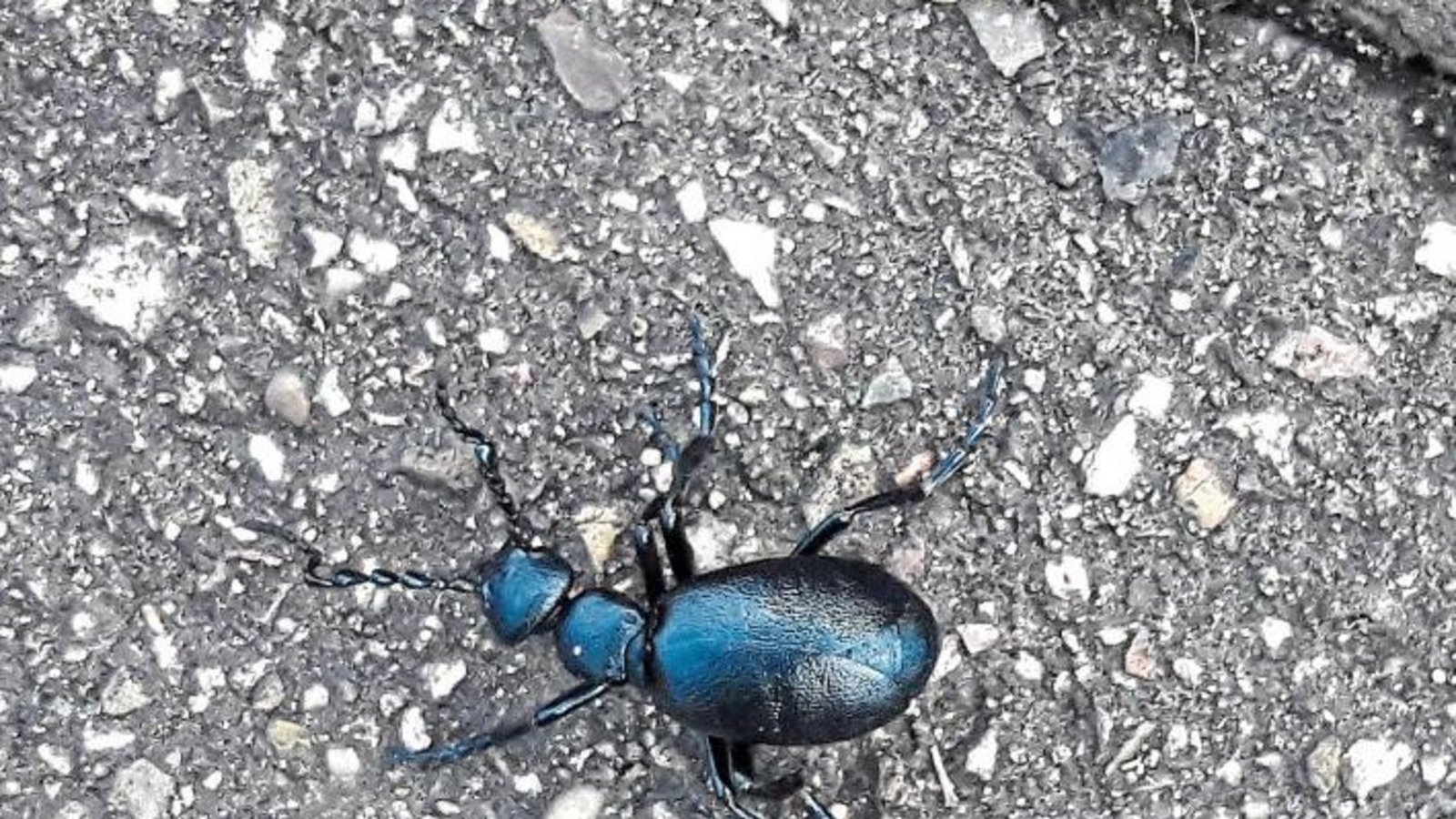 Für Tierfreunde heißt es jetzt: Augen auf beim Dauerlauf. Denn mit steigenden Temperaturen kreuzen Insekten den Weg, wie hier der Schwarzblaue Ölkäfer.  Foto: Rücker