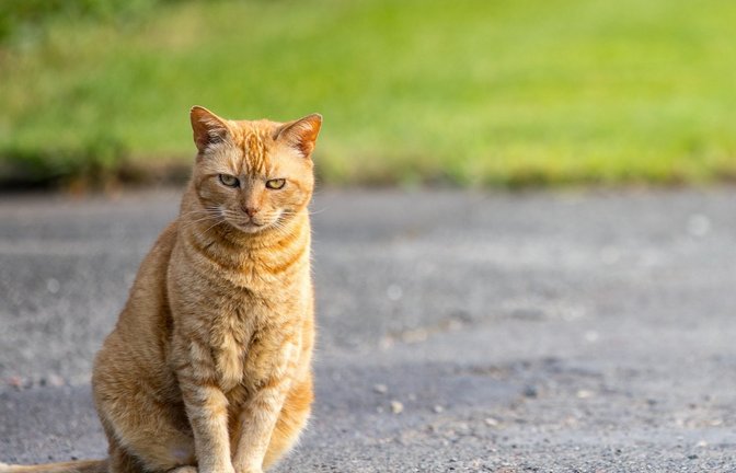Die verabschiedete Verordnung sieht vor, dass Katzenhalter ihre freilaufenden Tiere kastrieren, kennzeichnen und registrieren.   Symbolbild: Pixabay