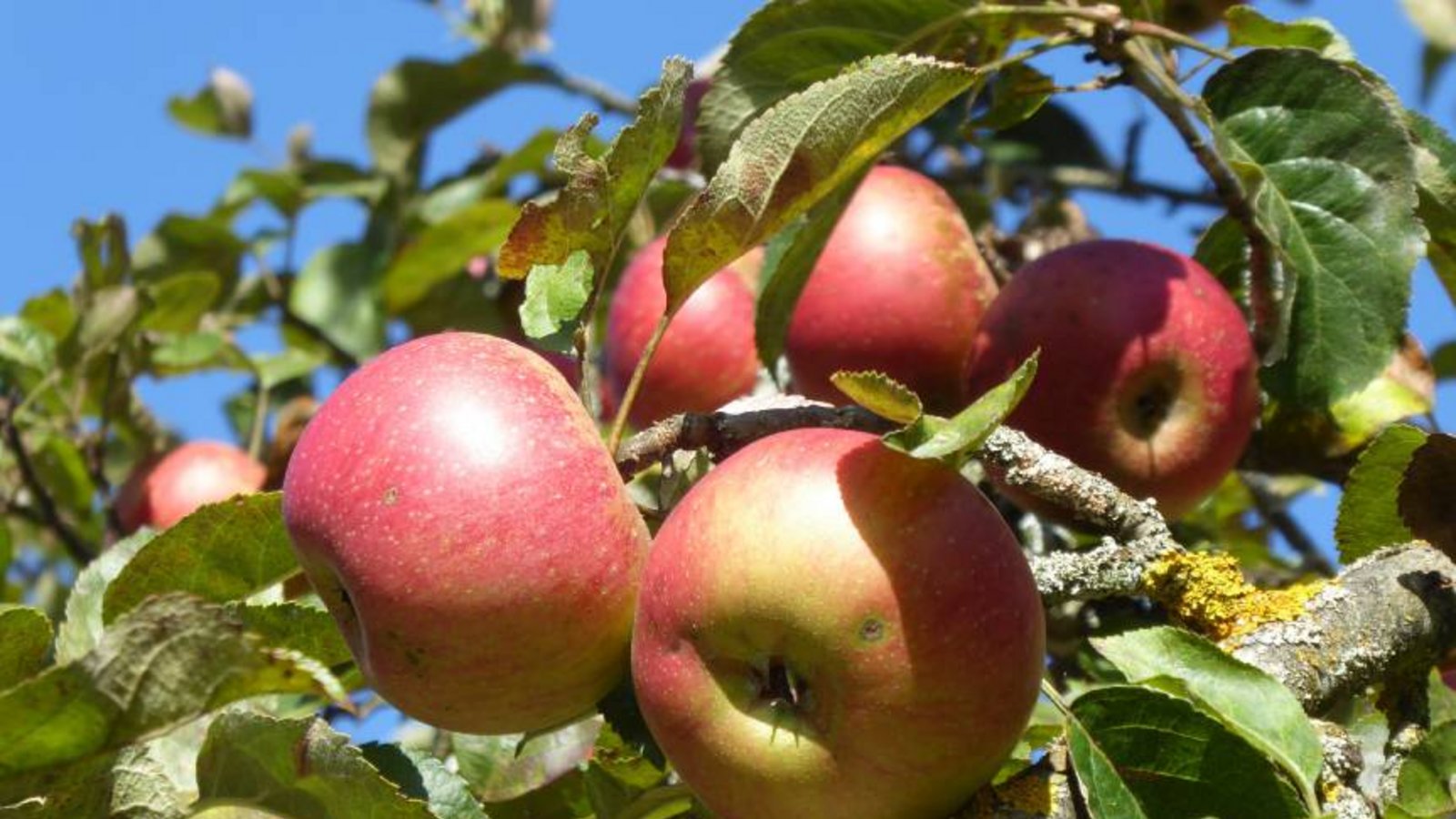 Äpfel zur Saftbereitung sind in diesem Herbst kleinfrüchtig und rar und daher zur Verarbeitung sehr gefragt. Wer Früchte sucht oder abzugeben hat, kann auf die Dienste der Streuobstwiesenbörse des Enzkreises zurückgreifen.   Bild: Enzkreis; Fotograf: B. Reisch