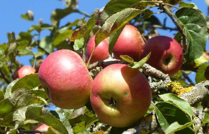 Äpfel zur Saftbereitung sind in diesem Herbst kleinfrüchtig und rar und daher zur Verarbeitung sehr gefragt. Wer Früchte sucht oder abzugeben hat, kann auf die Dienste der Streuobstwiesenbörse des Enzkreises zurückgreifen.   Bild: Enzkreis; Fotograf: B. Reisch