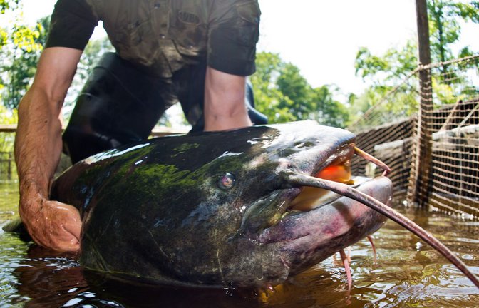 Ein Riesen-Fisch hat in Bayern die Polizei auf den Plan gerufen (Symbolbild).<span class='image-autor'>Foto: Patrick Pleul/dpa-Zentralbild/dp/Patrick Pleul</span>