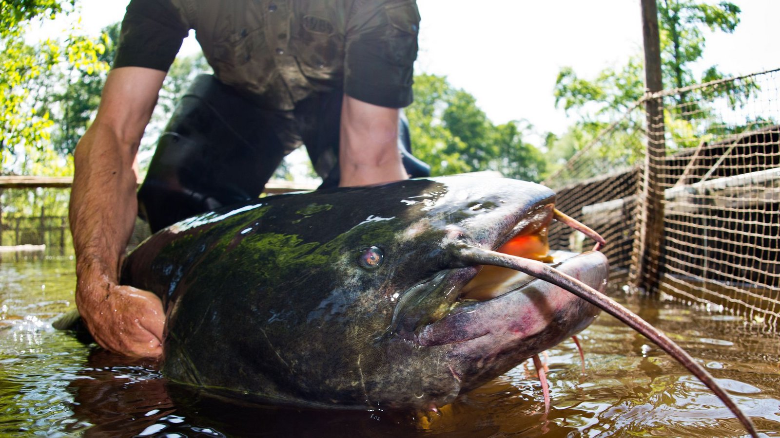 Ein Riesen-Fisch hat in Bayern die Polizei auf den Plan gerufen (Symbolbild).Foto: Patrick Pleul/dpa-Zentralbild/dp/Patrick Pleul Ein Riesen-Fisch hat in Bayern die Polizei auf den Plan gerufen (Symbolbild).Foto: Patrick Pleul/dpa-Zentralbild/dp/Patrick Pleul