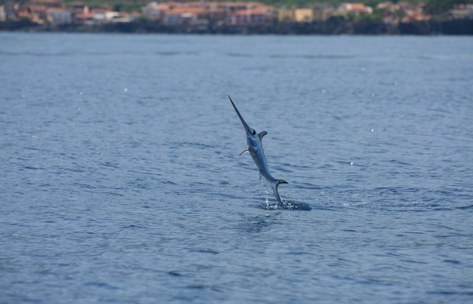 Hier springt ein Schwertfisch aus dem Wasser.<span class='image-autor'>Foto: AntoMes / shutterstock.com</span>