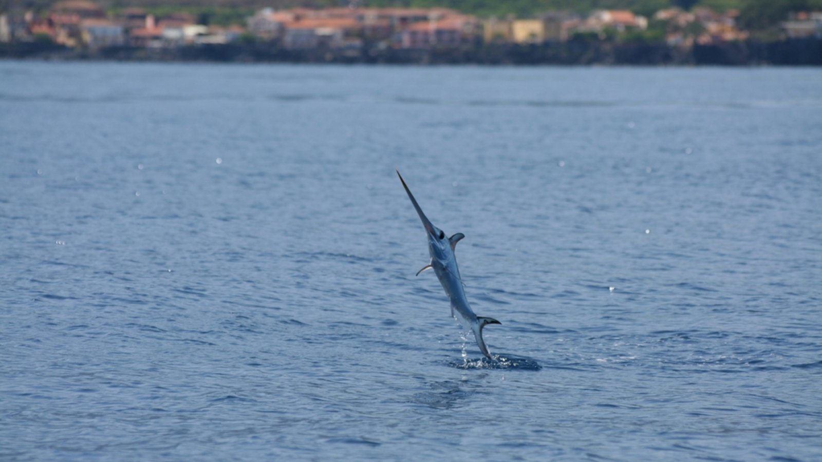 Hier springt ein Schwertfisch aus dem Wasser.Foto: AntoMes / shutterstock.com Hier springt ein Schwertfisch aus dem Wasser.Foto: AntoMes / shutterstock.com
