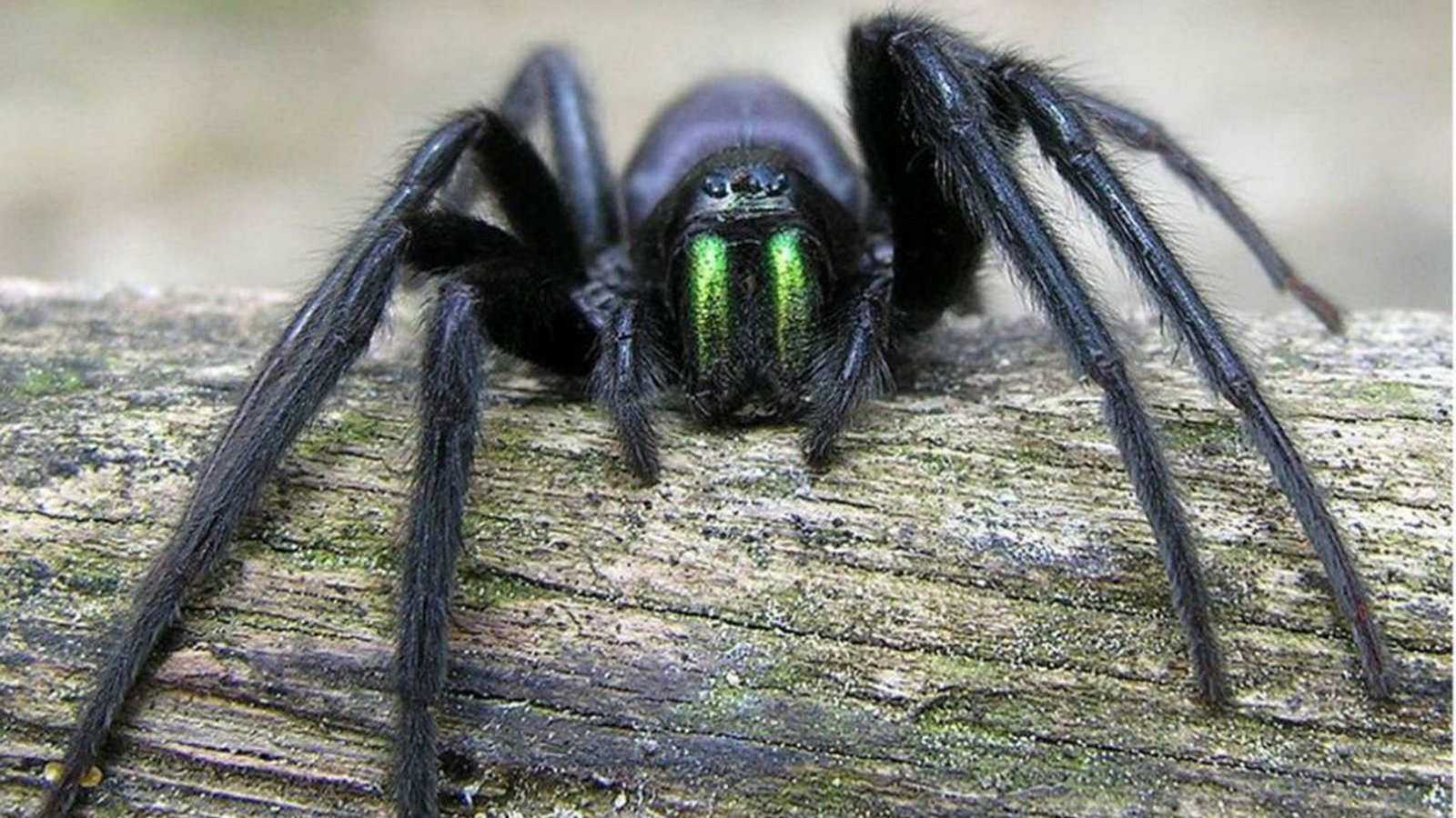 Echte Webspinne (Segestria florentina): Diese bis 22 Millimeter große Spinne trifft man hauptsächlich im mediterranen Bereich und in England an. Bei Störungen kann sie schmerzhaft zubeißen, was unter Umständen milde bis mittelstarke Schmerzen auslösen kann. Die Art lebt sehr zurückgezogen in Felsspalten, Löchern und unter Rinde, weshalb ein Biss unwahrscheinlich ist.Foto: Wikipedia commons/Luis Miguel Bugallo Sánchez /CC BY-SA 3.0 Echte Webspinne (Segestria florentina): Diese bis 22 Millimeter große Spinne trifft man hauptsächlich im mediterranen Bereich und in England an. Bei Störungen kann sie schmerzhaft zubeißen, was unter Umständen milde bis mittelstarke Schmerzen auslösen kann. Die Art lebt sehr zurückgezogen in Felsspalten, Löchern und unter Rinde, weshalb ein Biss unwahrscheinlich ist.Foto: Wikipedia commons/Luis Miguel Bugallo Sánchez /CC BY-SA 3.0