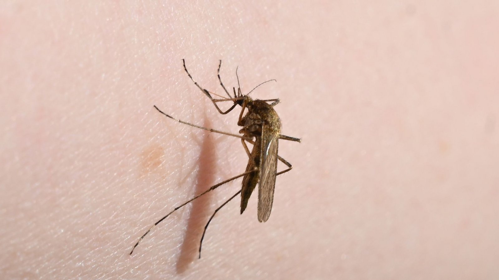 Eine Mücke (Aedes flavescens) sitzt auf einem Arm.Foto: Stefan Sauer/dpa