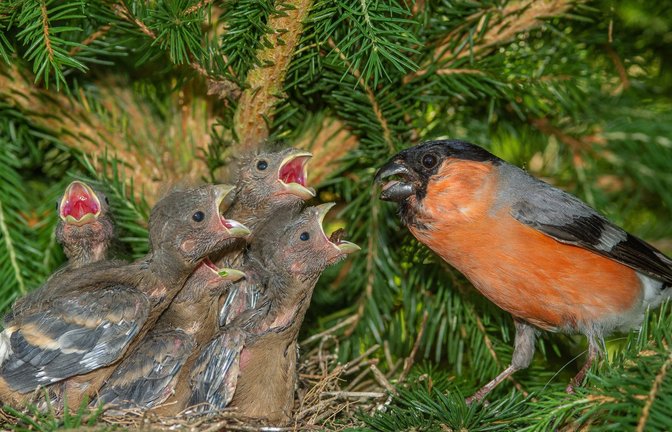 Nicht nur   Jungvögel bleiben gerne lange im Nest.<span class='image-autor'>Foto: imago// Thielscher</span>