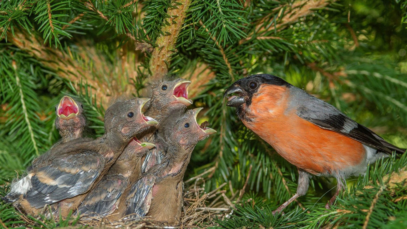 Nicht nur Jungvögel bleiben gerne lange im Nest.Foto: imago// Thielscher Nicht nur Jungvögel bleiben gerne lange im Nest.Foto: imago// Thielscher