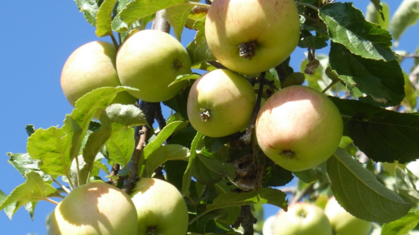 Manche Bäume hängen doch voll. Foto: LE Manche Bäume hängen doch voll. Foto: LE