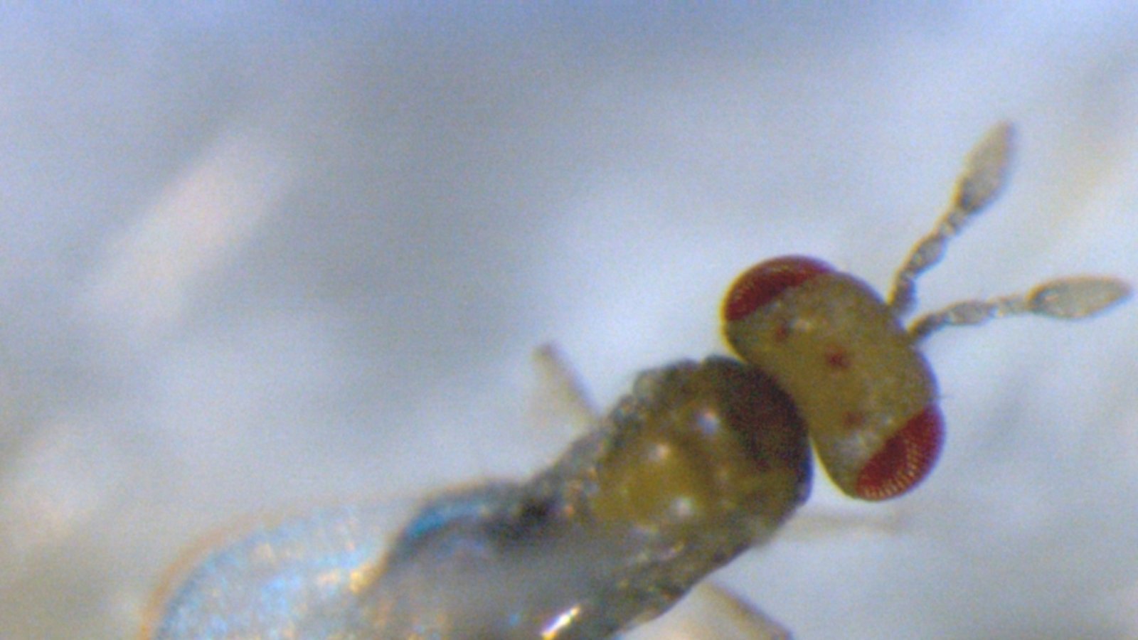 trichogramma brassicae jki