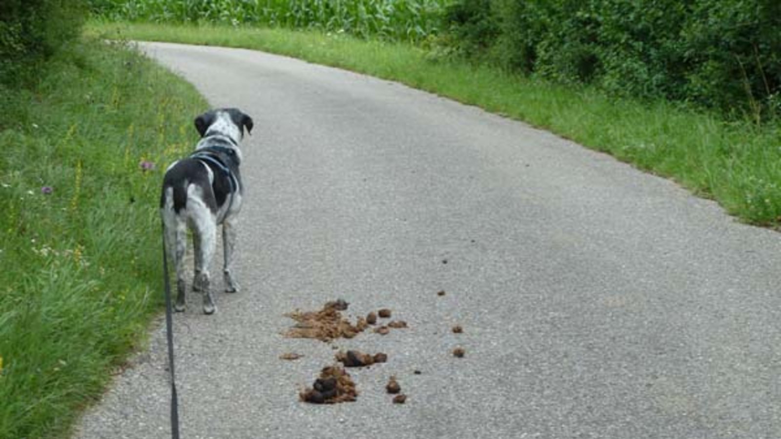 Luxusgut Bruno und Pferdeäpfel. Foto: Rücker Luxusgut Bruno und Pferdeäpfel. Foto: Rücker