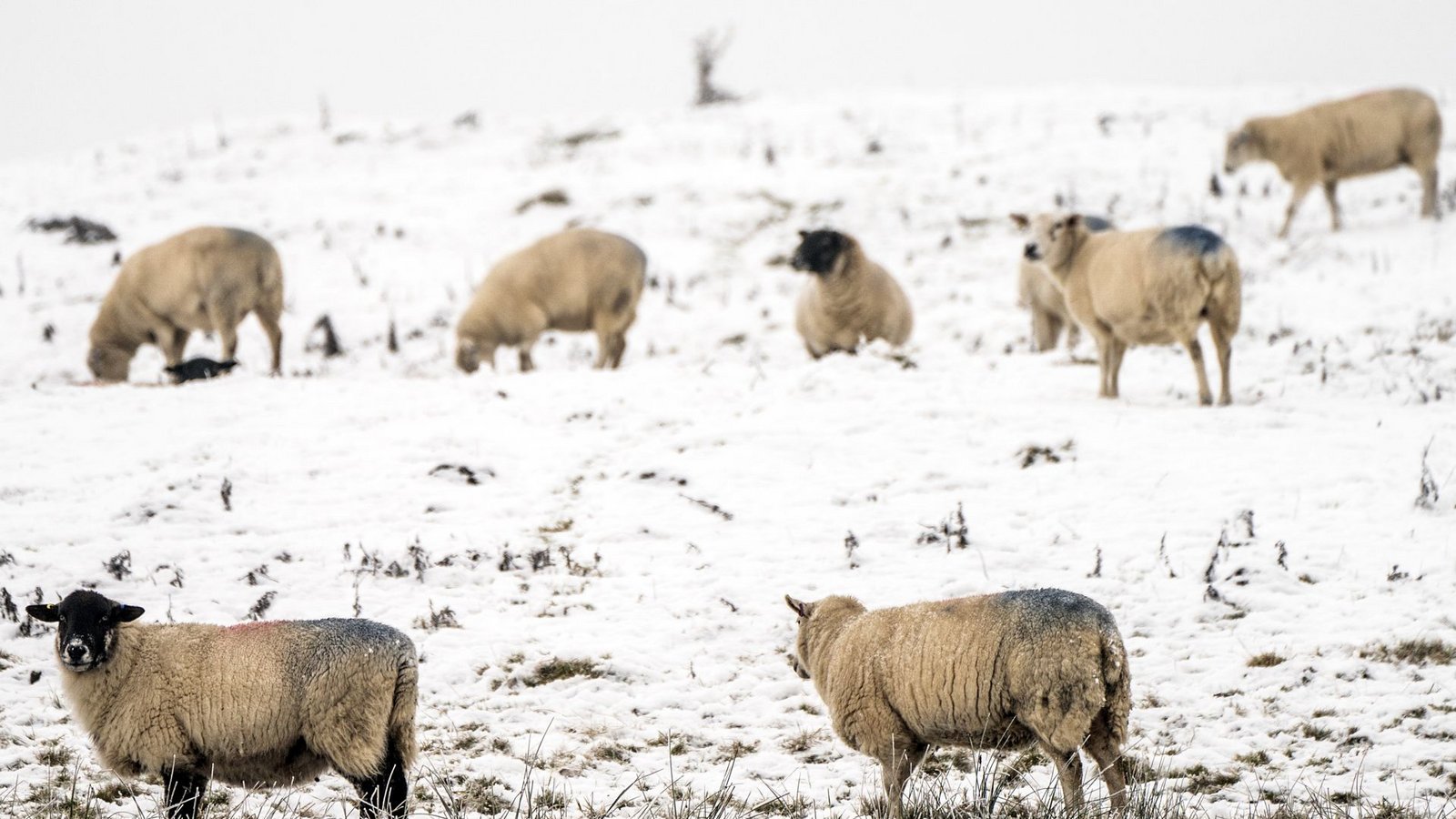 Schafe stehen im verschneiten Peak District in Großbritannien (Archivbild),Foto: Danny Lawson/PA Wire/dpa Schafe stehen im verschneiten Peak District in Großbritannien (Archivbild),Foto: Danny Lawson/PA Wire/dpa