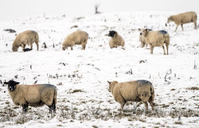 Schafe stehen im verschneiten Peak District in Großbritannien  (Archivbild),<span class='image-autor'>Foto: Danny Lawson/PA Wire/dpa</span>