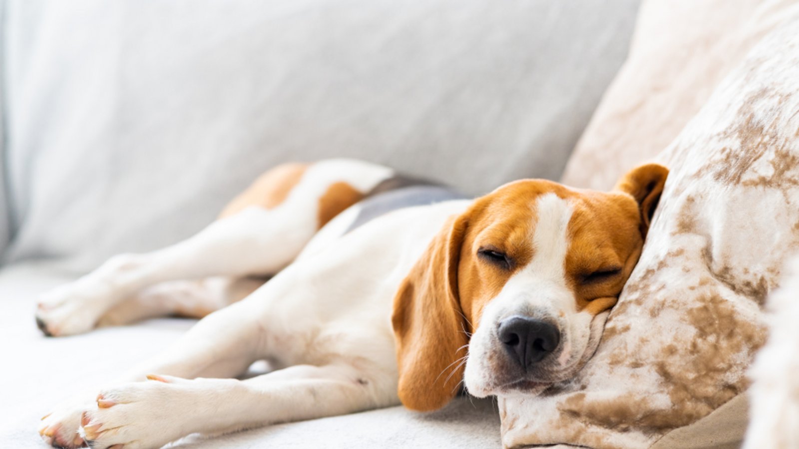 Können Hunde Muskelkater kriegen?Foto: Przemek Iciak / Shutterstock Können Hunde Muskelkater kriegen?Foto: Przemek Iciak / Shutterstock
