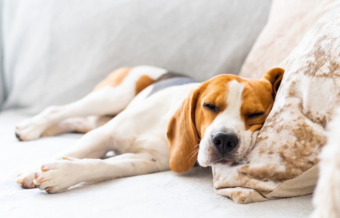 Können Hunde Muskelkater kriegen?<span class='image-autor'>Foto: Przemek Iciak / Shutterstock</span>
