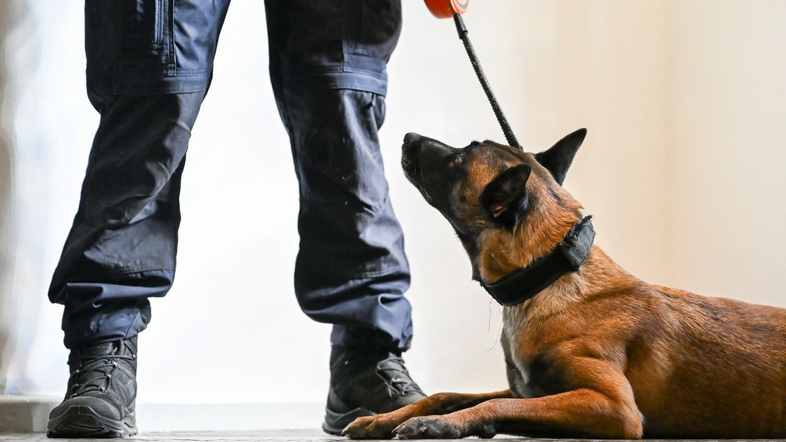 Nicht immer ist es leicht zu erkennen, wenn Tiere leiden. (Symbolbild)Foto: Jens Kalaene/dpa