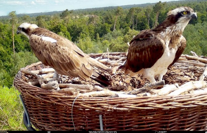 Die Aufnahme einer Wildkamera zeigt ein  Fischadlerpaar im vergangenen Jahr  am Oberrhein. Mutmaßlich sind es dieselben beiden Vögel, die derzeit im Landkreis Rastatt brüten.<span class='image-autor'>Foto: Daniel Schmidt-Rothmund/
Daniel Schmidt-Rothmund</span>