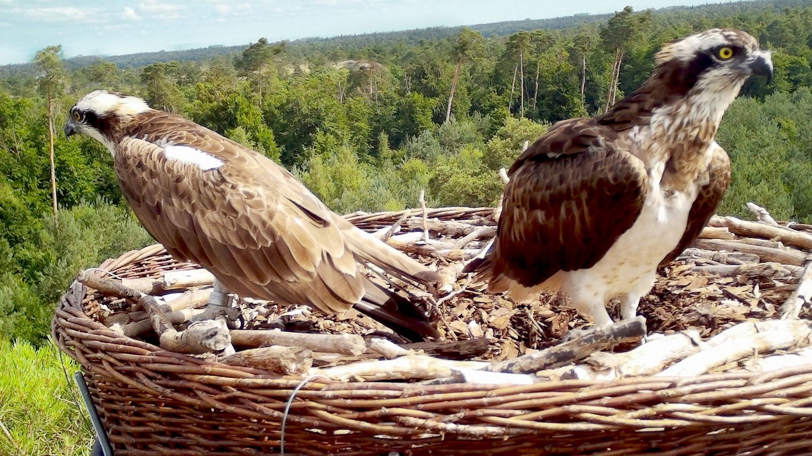 Die Aufnahme einer Wildkamera zeigt ein Fischadlerpaar im vergangenen Jahr am Oberrhein. Mutmaßlich sind es dieselben beiden Vögel, die derzeit im Landkreis Rastatt brüten.Foto: Daniel Schmidt-Rothmund/
Daniel Schmidt-Rothmund Die Aufnahme einer Wildkamera zeigt ein Fischadlerpaar im vergangenen Jahr am Oberrhein. Mutmaßlich sind es dieselben beiden Vögel, die derzeit im Landkreis Rastatt brüten.Foto: Daniel Schmidt-Rothmund/
Daniel Schmidt-Rothmund