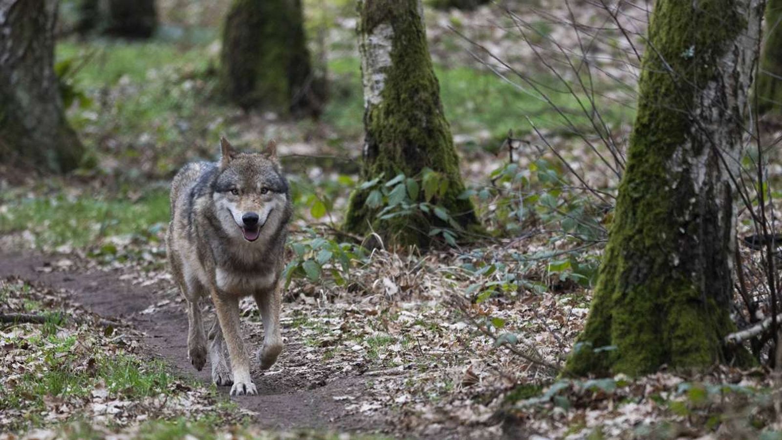 Ein Wolf hat das vor zwei Wochen in der Gemeinde Schluchsee gefundene Rind getötet. (Symbolbild)Foto: dpa/Sebastian Gollnow Ein Wolf hat das vor zwei Wochen in der Gemeinde Schluchsee gefundene Rind getötet. (Symbolbild)Foto: dpa/Sebastian Gollnow