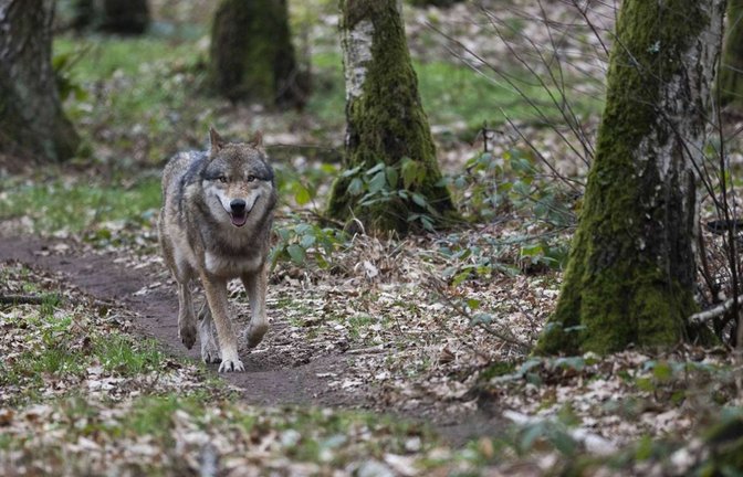 Ein Wolf hat das vor zwei Wochen in der Gemeinde Schluchsee gefundene Rind getötet. (Symbolbild)<span class='image-autor'>Foto: dpa/Sebastian Gollnow</span>