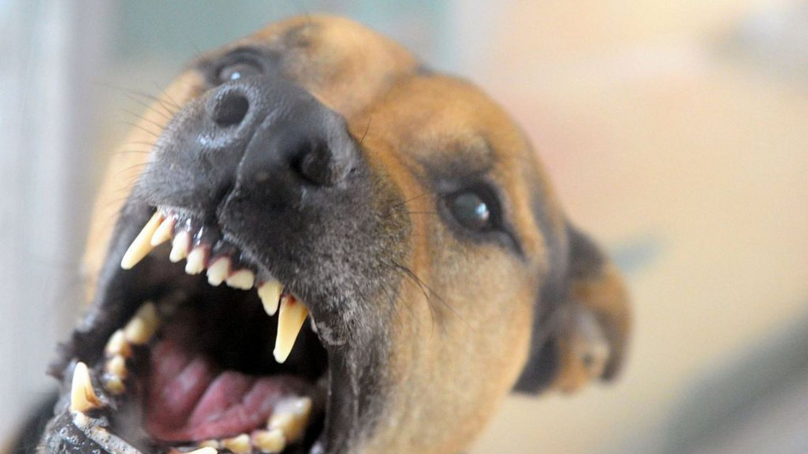 Hunde, die bellen, beißen nicht. Wer dieses Sprichwort erfunden hat, hatte entweder keine Ahnung von Caniden oder war nur Pinschern begegnet. Aus Sicht der Katzen sieht das schon ganz anders aus. Wenn ein Kläffer ihren Weg kreuzt, hauen sie lieber ab. Dem Hund könnte ja noch was passieren.dpaFoto: Hunde, die bellen, beißen nicht. Wer dieses Sprichwort erfunden hat, hatte entweder keine Ahnung von Caniden oder war nur Pinschern begegnet. Aus Sicht der Katzen sieht das schon ganz anders aus. Wenn ein Kläffer ihren Weg kreuzt, hauen sie lieber ab. Dem Hund könnte ja noch was passieren.dpaFoto: 