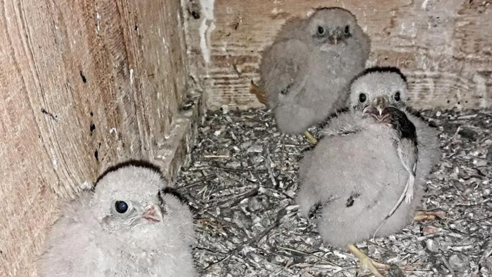 Der insgesamt fünfköpfige Turmfalken-Nachwuchs in Riet ist noch nicht flügge. Die Tierchen werden noch im „Hotel Mama und Papa“ durchgefüttert, wie Roland Dieterle zu seinem Foto schreibt. Offenkundig wurde Maus serviert. Der insgesamt fünfköpfige Turmfalken-Nachwuchs in Riet ist noch nicht flügge. Die Tierchen werden noch im „Hotel Mama und Papa“ durchgefüttert, wie Roland Dieterle zu seinem Foto schreibt. Offenkundig wurde Maus serviert.