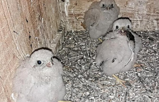 Der insgesamt fünfköpfige Turmfalken-Nachwuchs in Riet ist noch nicht flügge. Die Tierchen werden noch im „Hotel Mama und Papa“ durchgefüttert, wie Roland Dieterle zu seinem Foto schreibt. Offenkundig wurde Maus serviert.