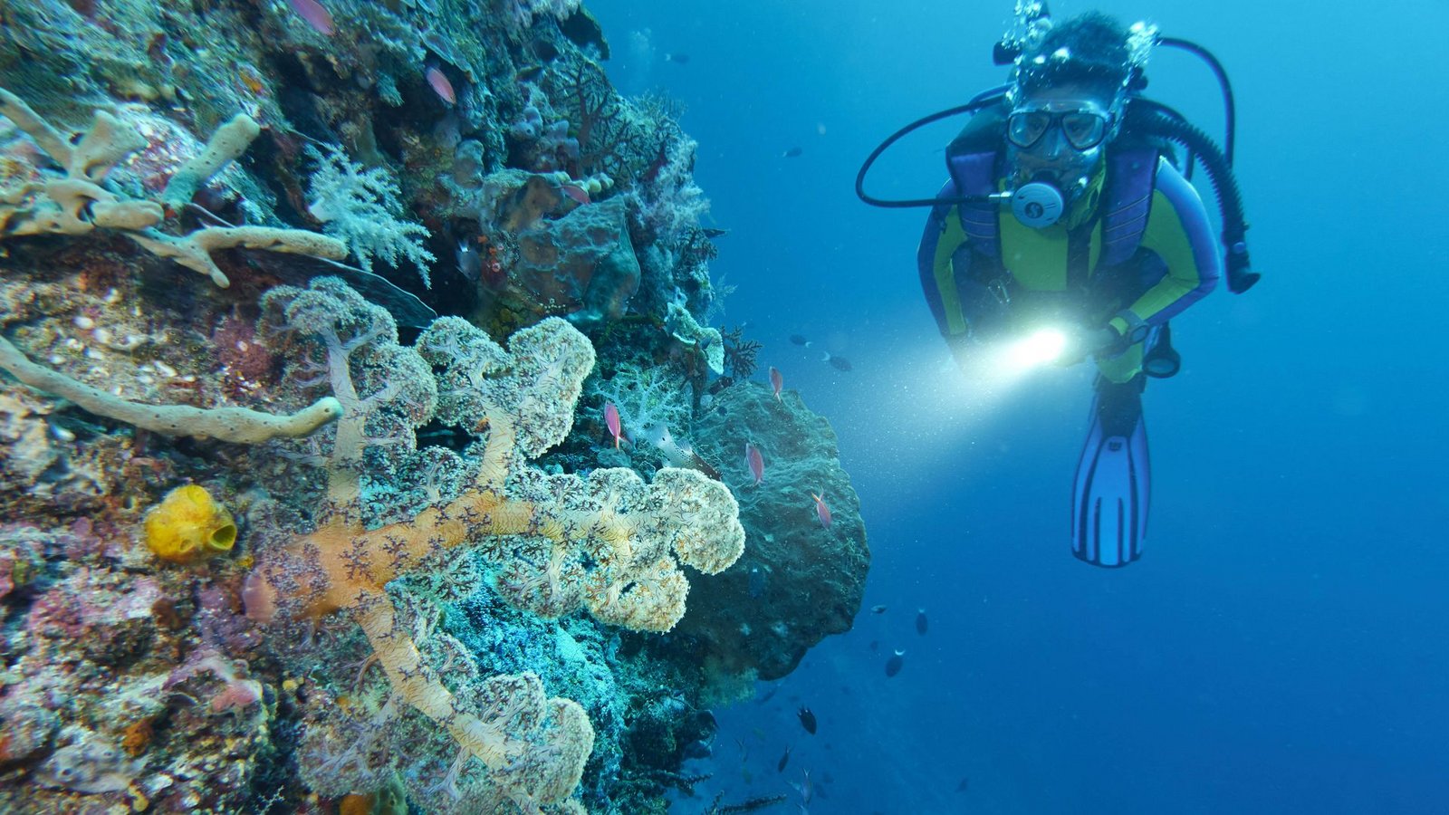 Höhere Meerestemperaturen können schädliche Folgen für die Erde haben: So verursachen sie Korallenbleiche. Eine Taucherin beleuchtet Weichkorallen an einer Steilwand in Selayar, Südsulawesi, Indonesien.Foto: mago/Chromorange