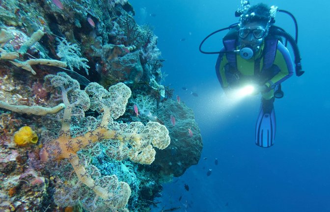 Höhere Meerestemperaturen können schädliche Folgen für die Erde haben: So verursachen sie Korallenbleiche. Eine Taucherin beleuchtet Weichkorallen an einer Steilwand in Selayar, Südsulawesi, Indonesien.<span class='image-autor'>Foto: mago/Chromorange</span>