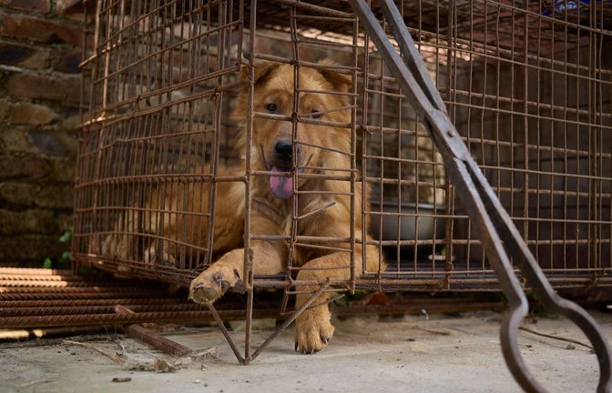 Ein Hund wartet im Käfig eines Schlachthauses in Yulin auf sein Ende. Die Greifzange steht schon bereit.<span class='image-autor'>Foto: N/A/Confidential for Humane World for Animals/FuZhao</span>