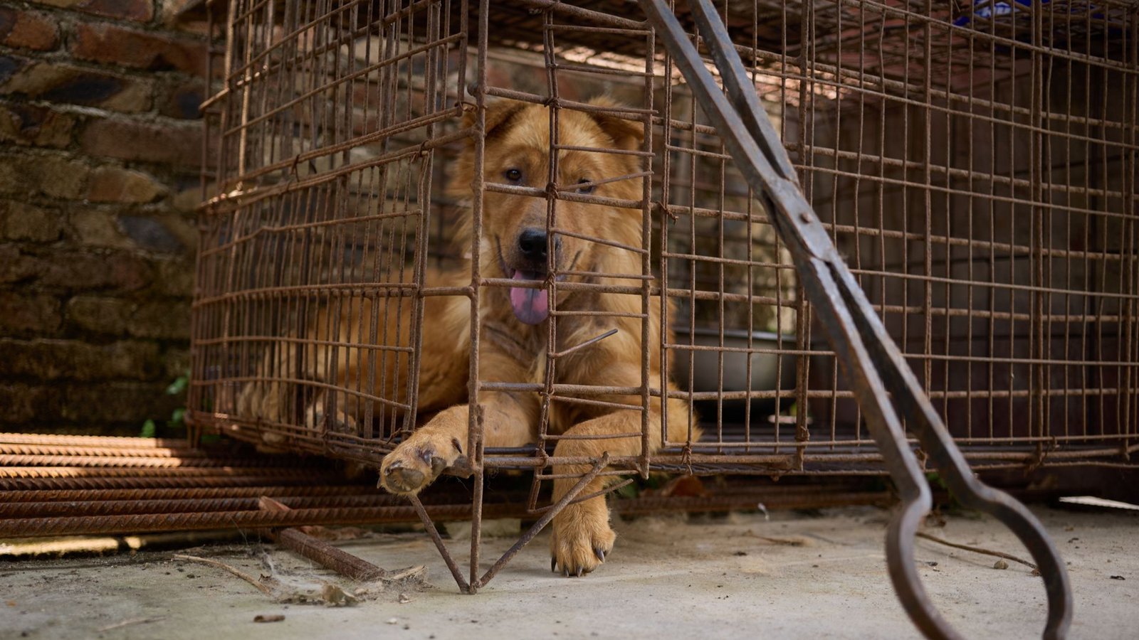 Ein Hund wartet im Käfig eines Schlachthauses in Yulin auf sein Ende. Die Greifzange steht schon bereit.Foto: N/A/Confidential for Humane World for Animals/FuZhao Ein Hund wartet im Käfig eines Schlachthauses in Yulin auf sein Ende. Die Greifzange steht schon bereit.Foto: N/A/Confidential for Humane World for Animals/FuZhao