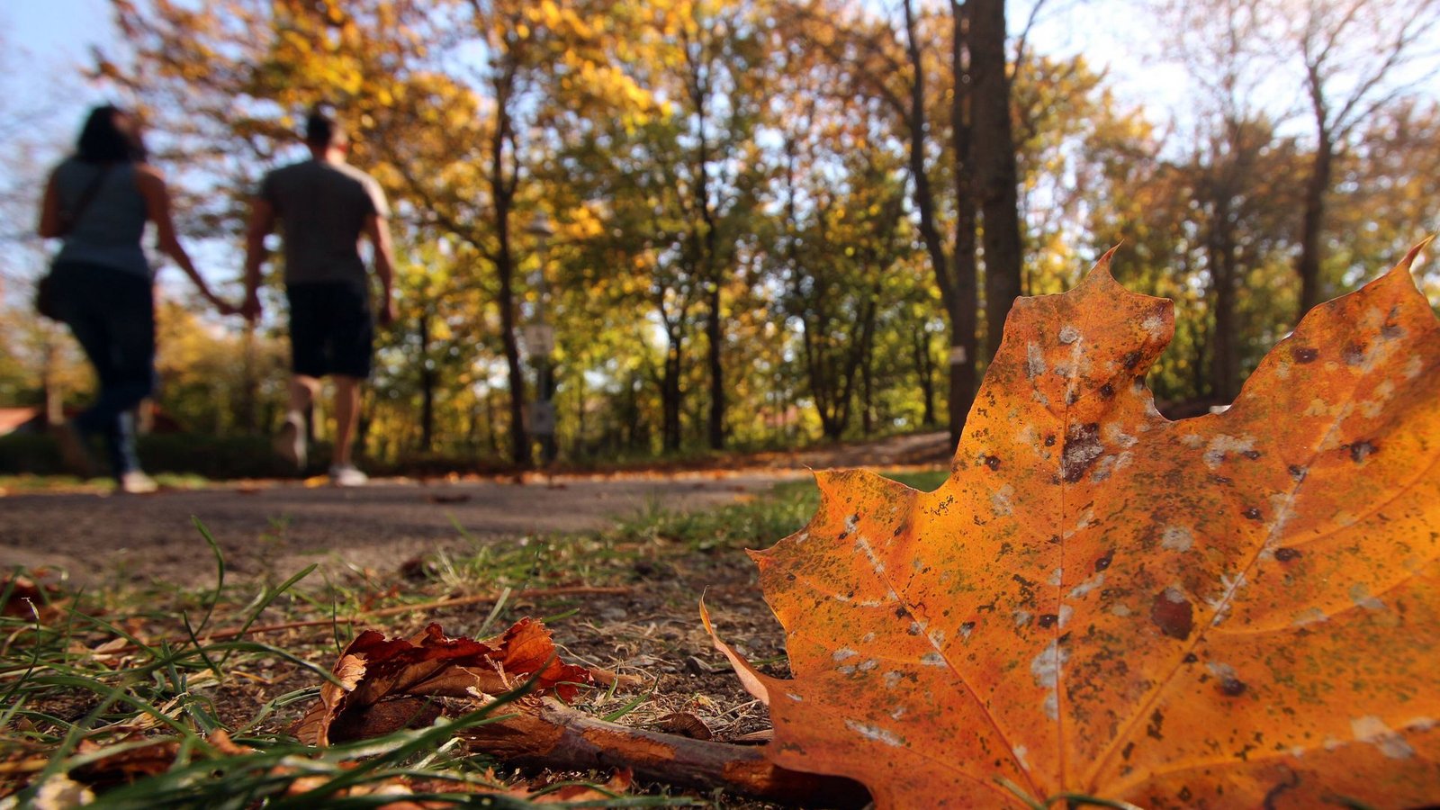 Typisch für den Herbst: bunte Blätter.Foto: imago/Ralph Peters/Ralph Peters Typisch für den Herbst: bunte Blätter.Foto: imago/Ralph Peters/Ralph Peters