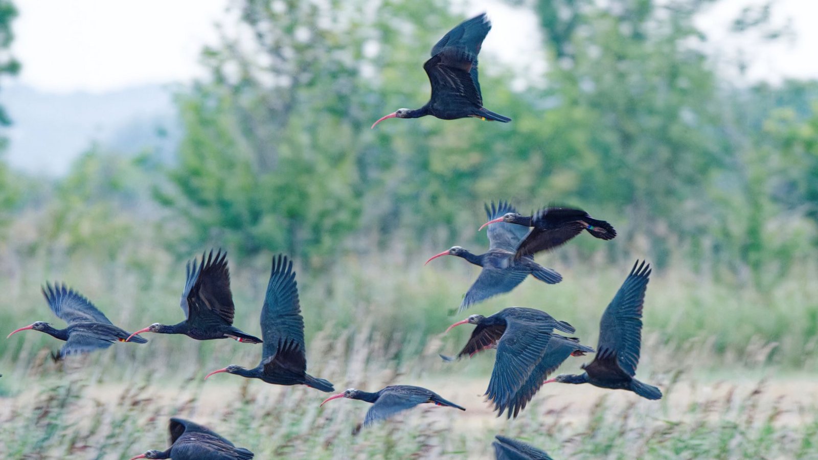 Junge Waldrappe im FlugFoto: Waldrappteam Conservation and Research